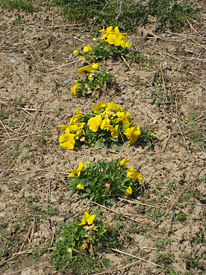 pansy mulched